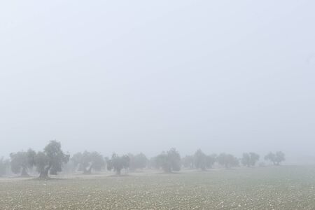 Landscape of olive trees on a morning with a lot of fogの写真素材