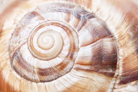 Macro photography of a snail with focus stacking technique.の写真素材