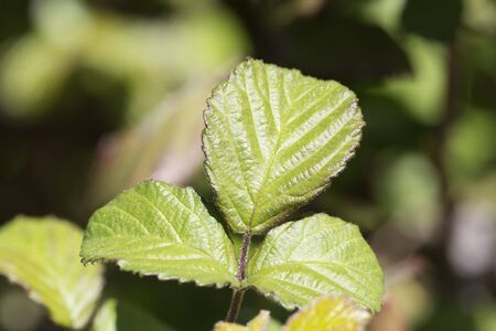 Leaves of a blackberry photographed close up. Horizontal shot with nayural light.