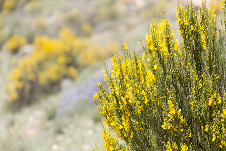 Hiniesta in spring with its yellow flowers. Scientific name is Genista cinerea. Photo taken in the Sierra del Segura, Albacete, Spain.の写真素材