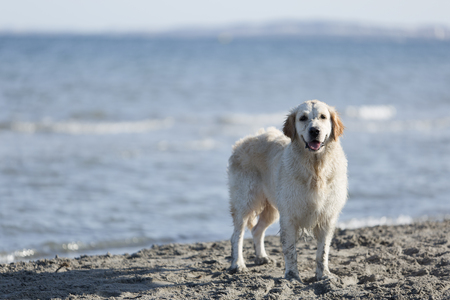 Dog on a beach looking at the camera. Take place in Santa Pola province of Alicante, Spain.の写真素材