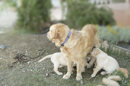 Mother golden retriever giving suckling to her puppies.の写真素材