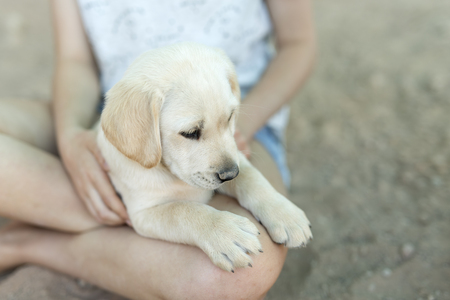Portrait of small golden retriever puppy with natural light.の写真素材