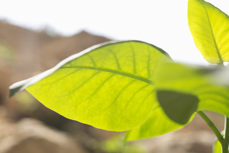 leaves of a wild plant photographed close up against backlightの写真素材