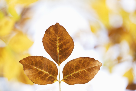 Colorful leaves on an autumn day in the interior of the province of Alicante in Spain.の写真素材