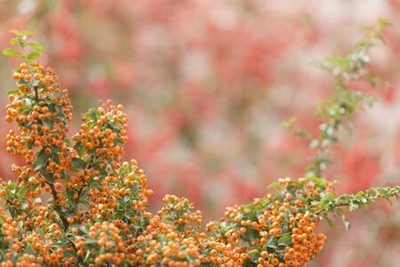 Yellow berries of shrubby pyracanthus. Horizontal shot
