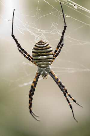 The spider species Argiope aurantia is commonly known as the yellow garden spiderの写真素材