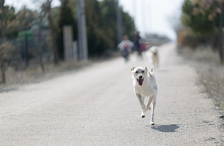 Dog running towards the camera with children behind unfocused. Horizontal shot with natural lightの写真素材