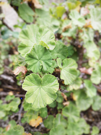 Leaves of a geranium without flowering. Vertical shot with natural light.の写真素材