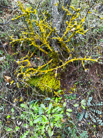 Colorful of nature in cloudy spring.  Vertical shotの写真素材