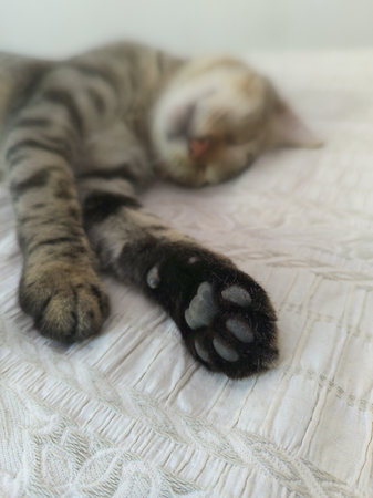 cat sleeping on the bed very relaxed. vertical shotの写真素材