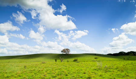 Green valley greater herdの写真素材