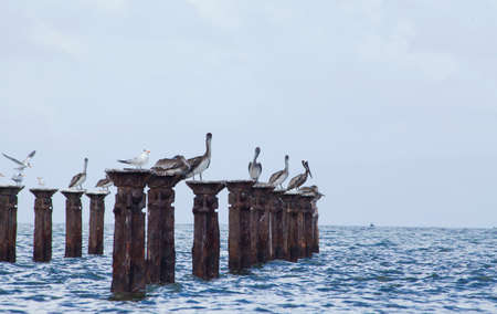 Pelicans perched in abandoned port in Los Haitisesの写真素材