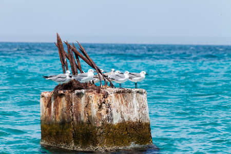 Group of birds in port column avandonadoの写真素材