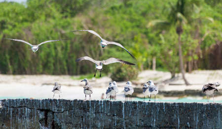 Birds in full flight island saonaの写真素材