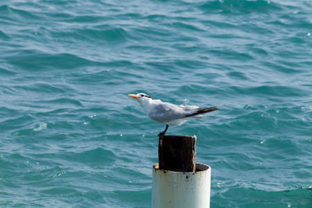 Seabird perched on pilotillo