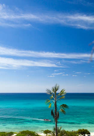 Palm tree with colorful backgroundの写真素材