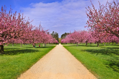 Japonais cerisiers en fleurs au printempsの写真素材