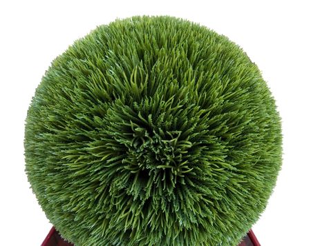 Artificial trimmed boxwood shrub against a white backgroundの写真素材