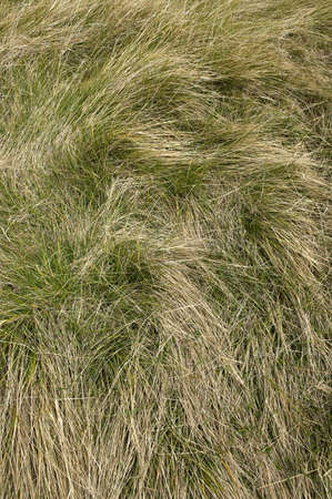 background consisting on overgrown lawn