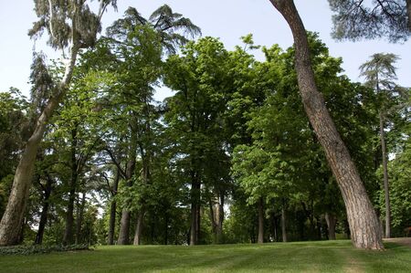 Park with a wide variety of trees in a spring dayの写真素材