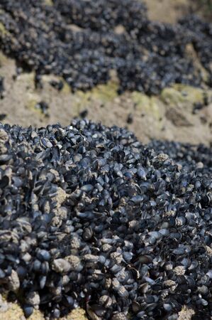 Mussels on a beach