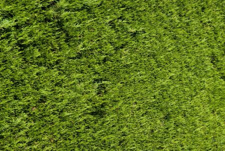 Close-up shot on a hedge, ideal for background and textureの写真素材