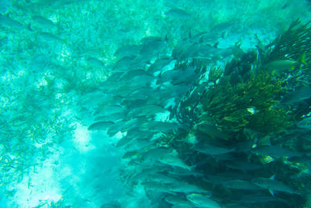 Fish shoal at the coral reef