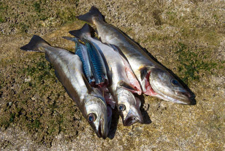 A group of fishes lying on a rock