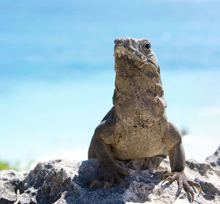 Iguana standing on a rocky soilの写真素材