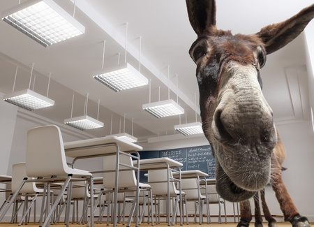 


A donkey in a classroom ( in many countries this has a bad pupil connotation)

の写真素材