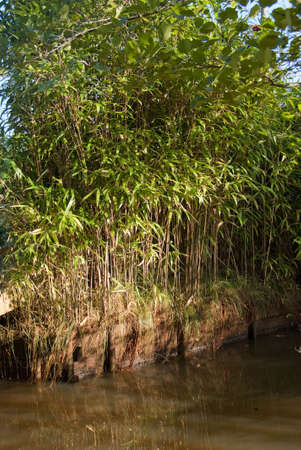 Bamboo plants by the waterの写真素材