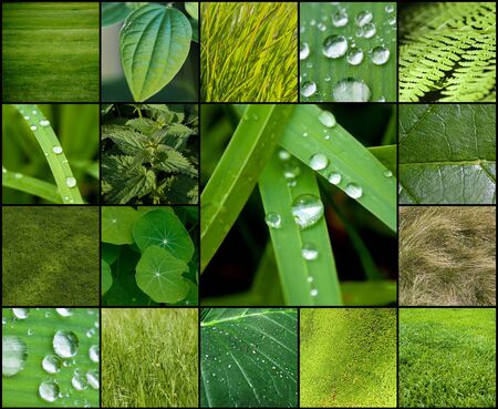 Collection of images of green plants and texturesの写真素材