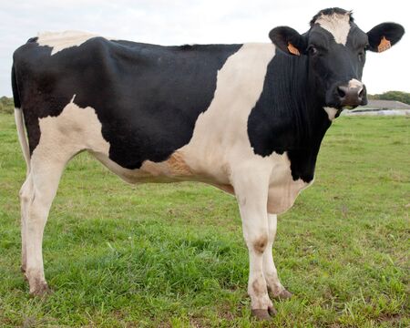 Profile full portrait of a cow in a fieldの写真素材