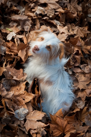 Dog looking at the camera standing on dead leavesの写真素材
