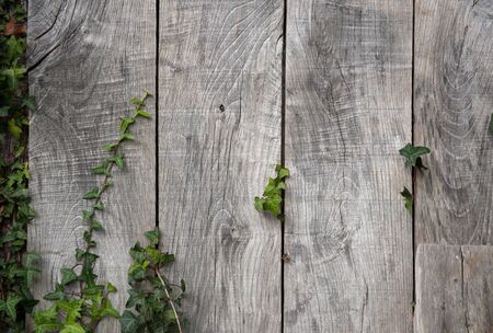 Close up shot on an old wooden wall with ivyの写真素材