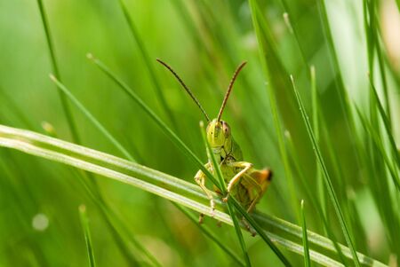 
Green grasshopper on a grass blade
の写真素材