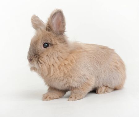Beautiful fluffy baby rabbitの写真素材