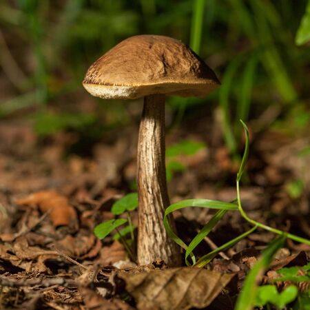 Boletus fungus growing on the forestの写真素材