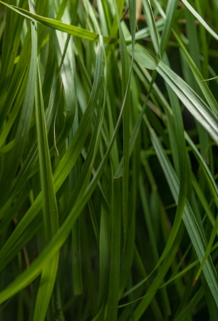 Close-up shot on grass blades, ideal for backgrounds and textureの写真素材