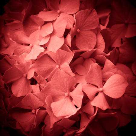 Close up shot on a pink hydrangea ideal for backgrounds and texturesの写真素材