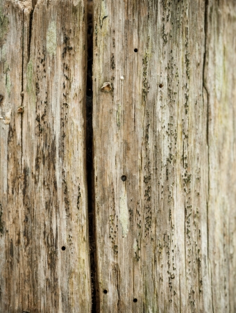 Close up shot on an old tree trunkの写真素材