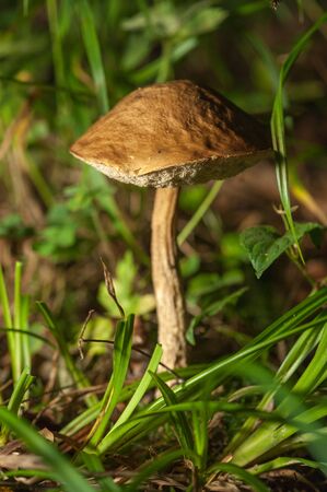 Boletus fungus growing on the forestの写真素材