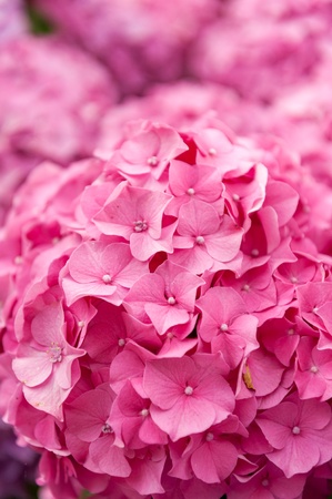 Close up shot on a pink hydrangea ideal for backgrounds and texturesの写真素材