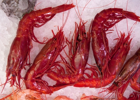Scarlet shrimps on ice at the fishmongersの写真素材
