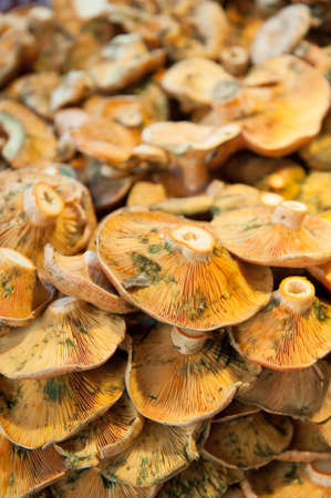 Piles of mushrooms, ideal for backgroundの写真素材