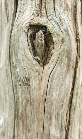 Close up shot on an old tree trunkの写真素材