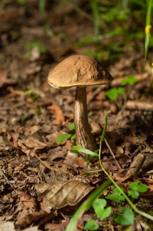 Boletus fungus growing on the forestの写真素材