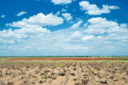 Landscape with vineyards in Spainの写真素材
