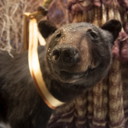 Abstract luxurious background with a bear and furの写真素材